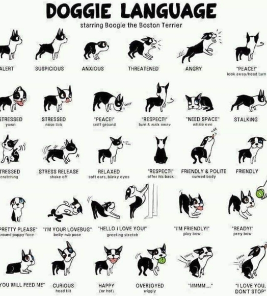 ๐พ ๐ Katie & Iggy - Posh Pups! ๐๐พ - Picture 11 of 12